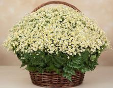 Цветочная композиция из Ромашки в корзине #REPLACE_PRED# Нижнем Баскунчаке