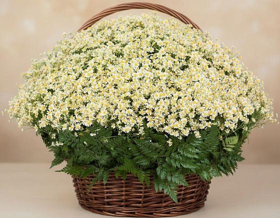 Цветочная композиция из Ромашки в корзине в Нижнем Баскунчаке