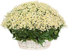 Цветочная композиция из Ромашки в корзине #REPLACE_PRED# Нижнем Баскунчаке